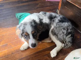 Miniature Australian Shepherd dogs Miniature Australian Shepherd Puppy 1 - Ad 33