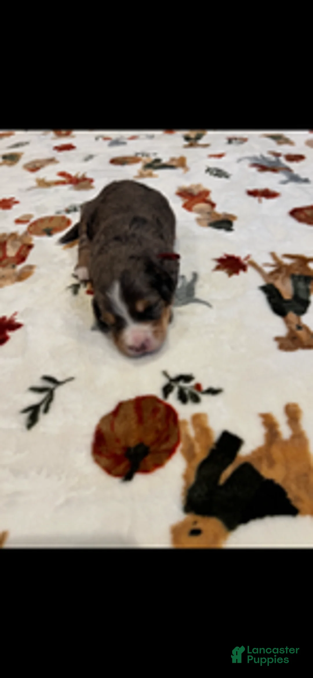Bernedoodle dogs for sale: Red Collar - Ad 4