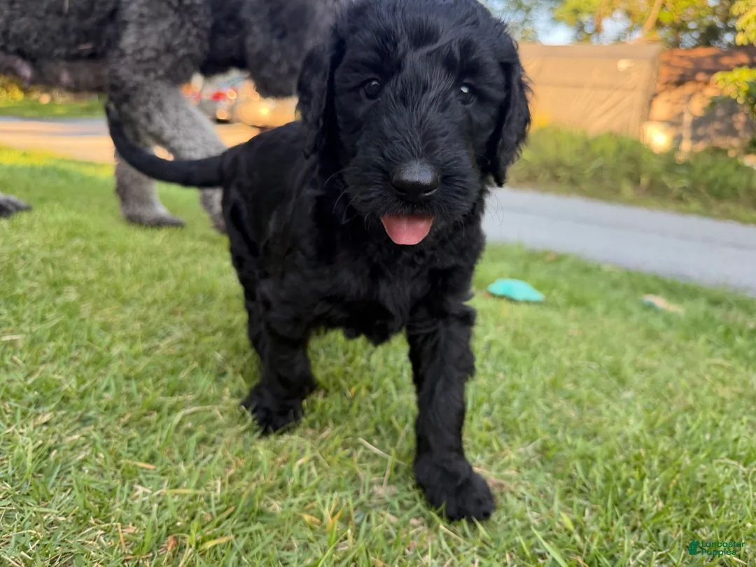 Goldendoodle dogs for sale: Avocado  - Ad 2