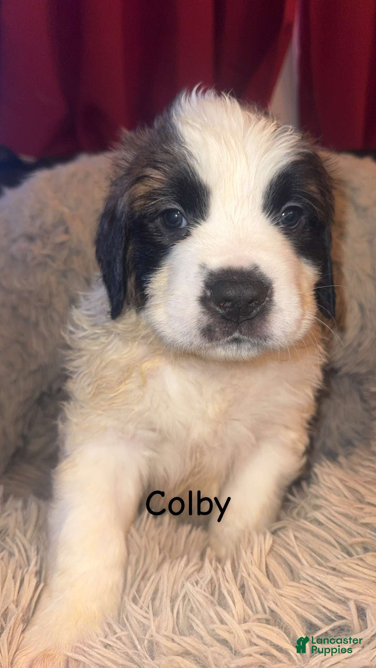 Saint Bernard dogs Colby  - Ad 21