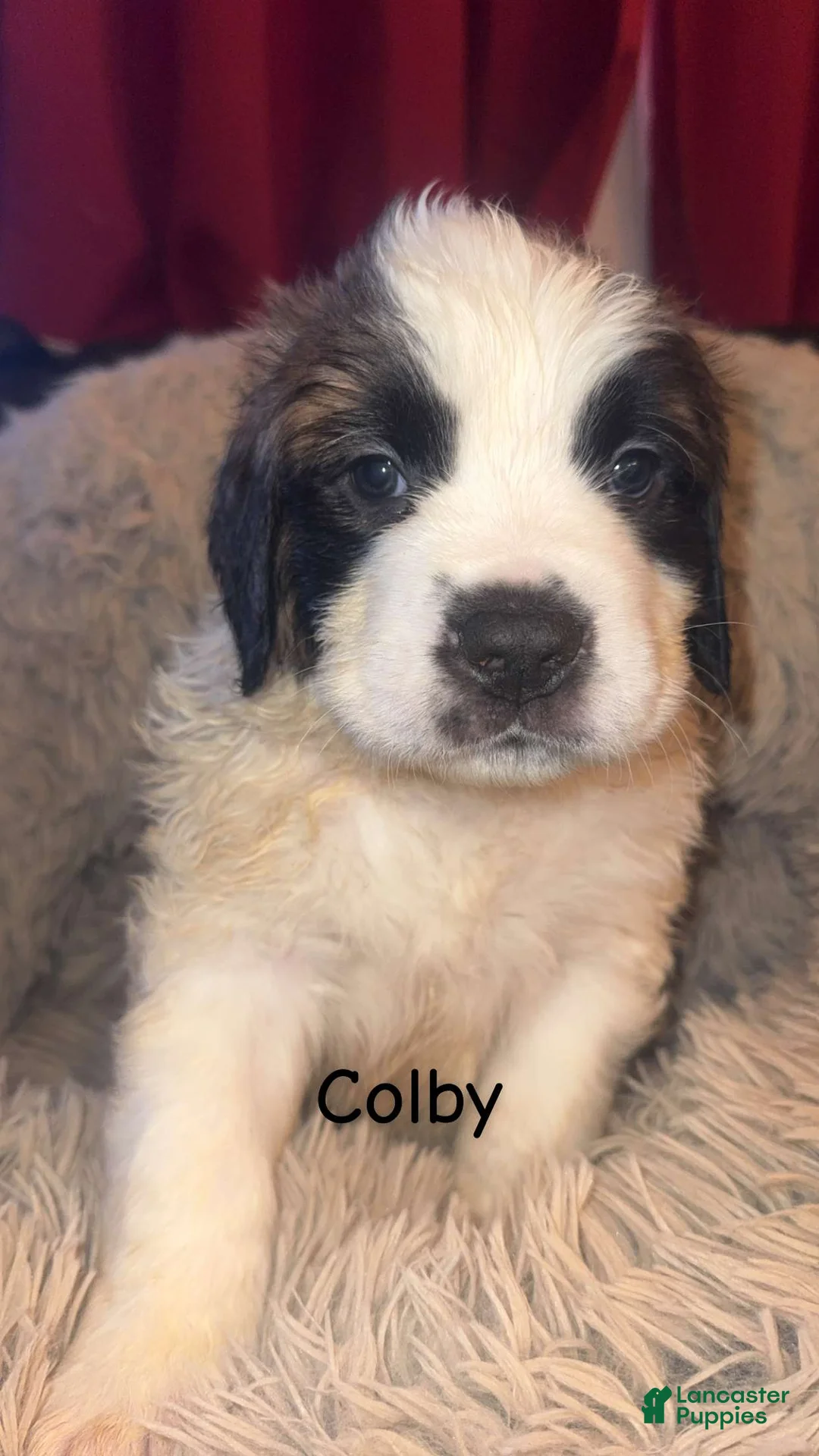 Saint Bernard dogs for sale: Colby  - Ad 1