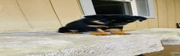 Rottweiler dogs for sale: Rottweiler 6 - Ad 7