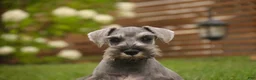 Miniature Schnauzer dogs for sale: Quartz Miniature Schnauzer  - Ad 16
