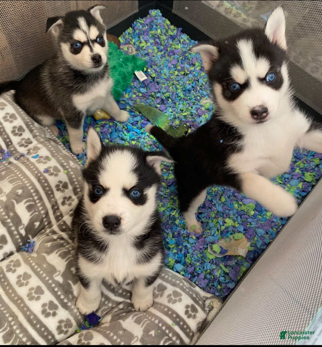 Pomsky dogs for sale: Twizzle - Ad 4