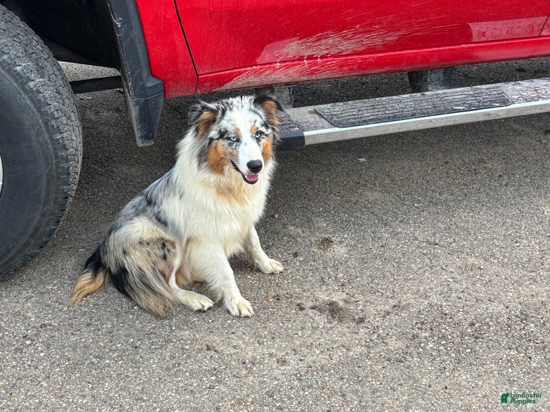Australian Shepherd dogs for sale: Esther - Ad 3