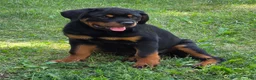Rottweiler dogs for sale: Bryson - Ad 1