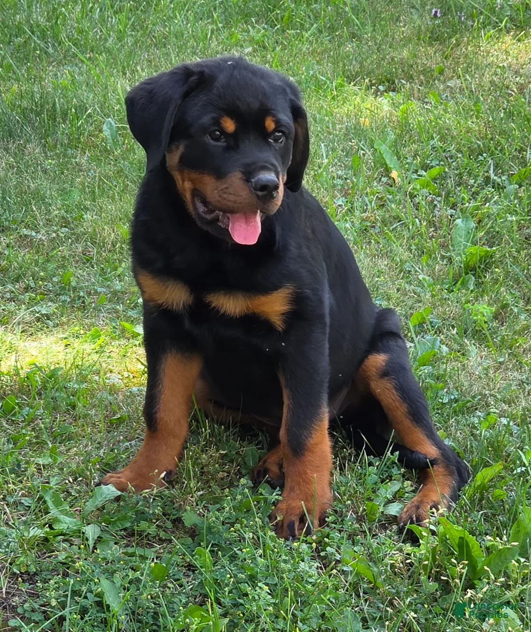 Rottweiler dogs for sale: Bryson - Ad 1