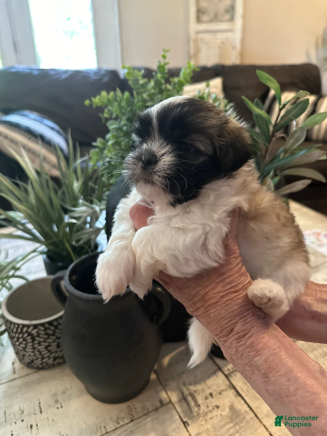 Gallery Image {{count}}