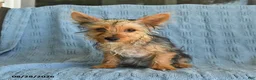 Yorkshire Terrier dogs for sale: Bailey - Ad 2