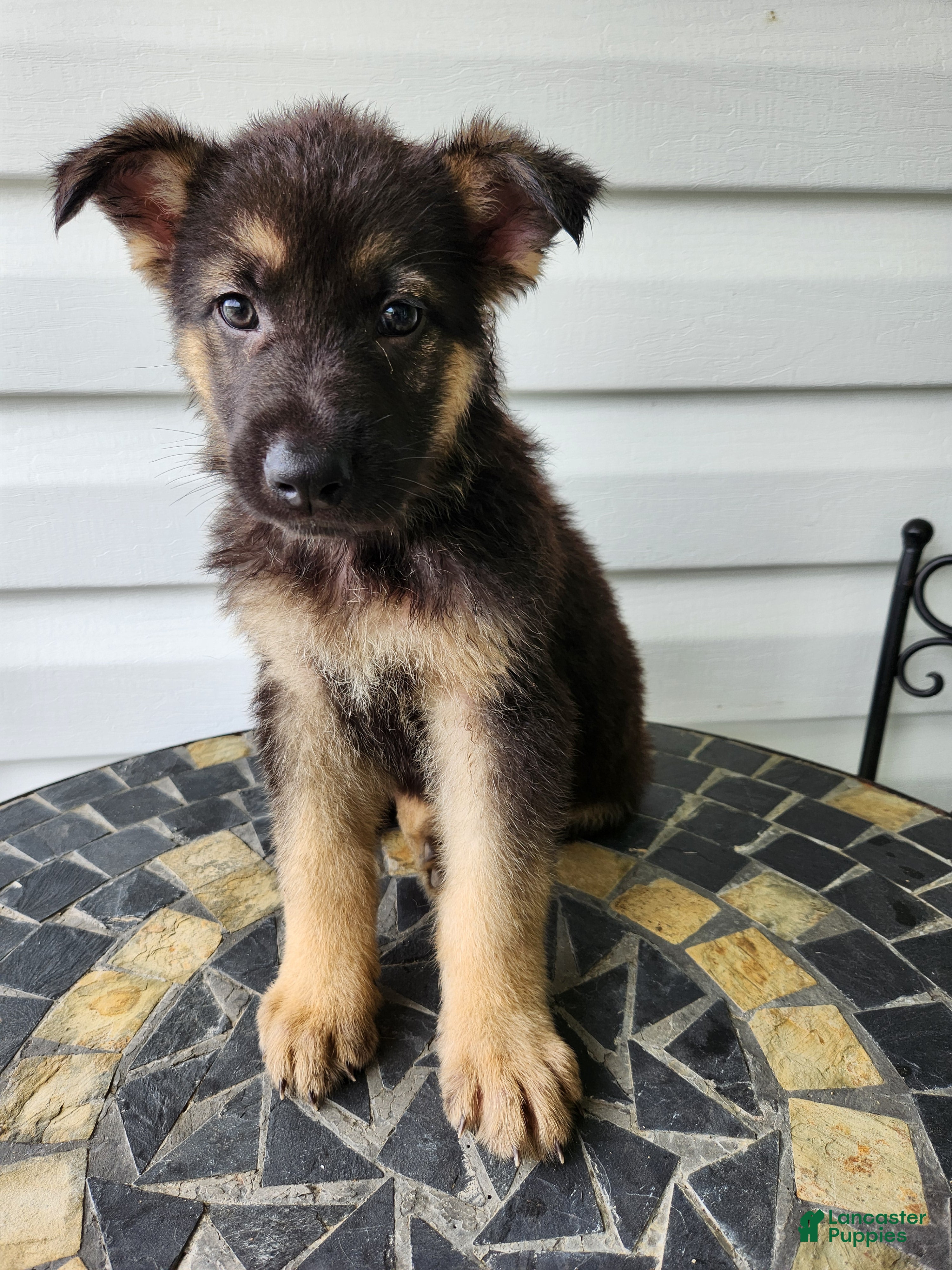 German Shepherd dogs Levi - Ad 1