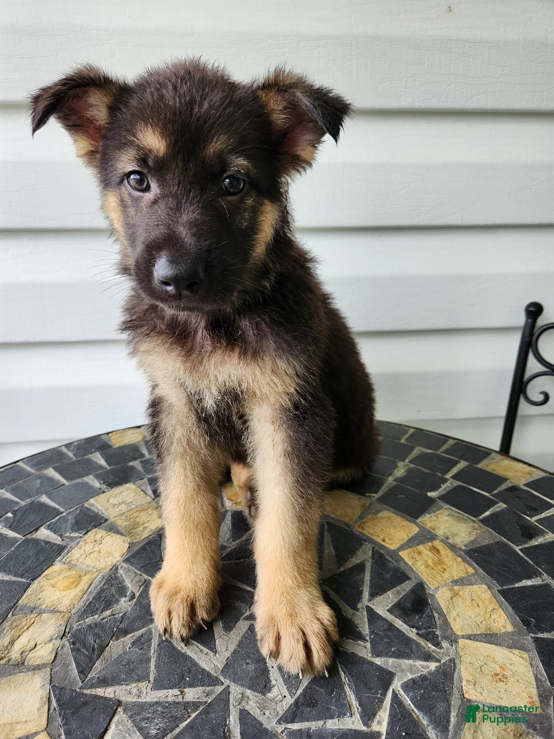 German Shepherd dogs for sale: Levi - Ad 1