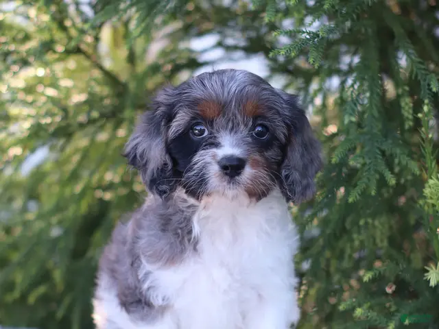 Cavapoo dogs Cupcake - Ad 2