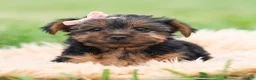 Yorkshire Terrier dogs for sale: Miki - Ad 7
