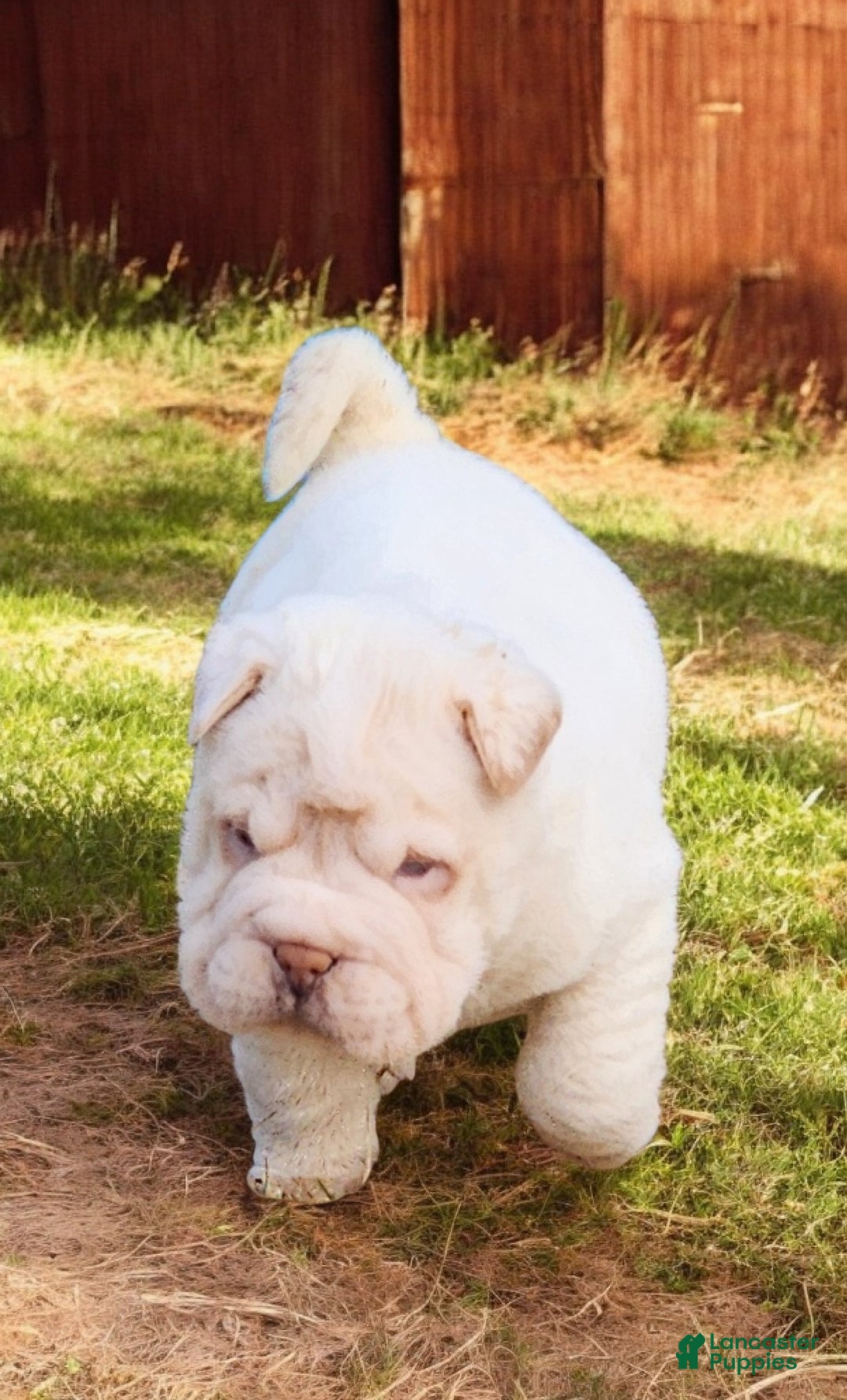 Shar Pei dogs for sale: Blizzard mini - Ad 8
