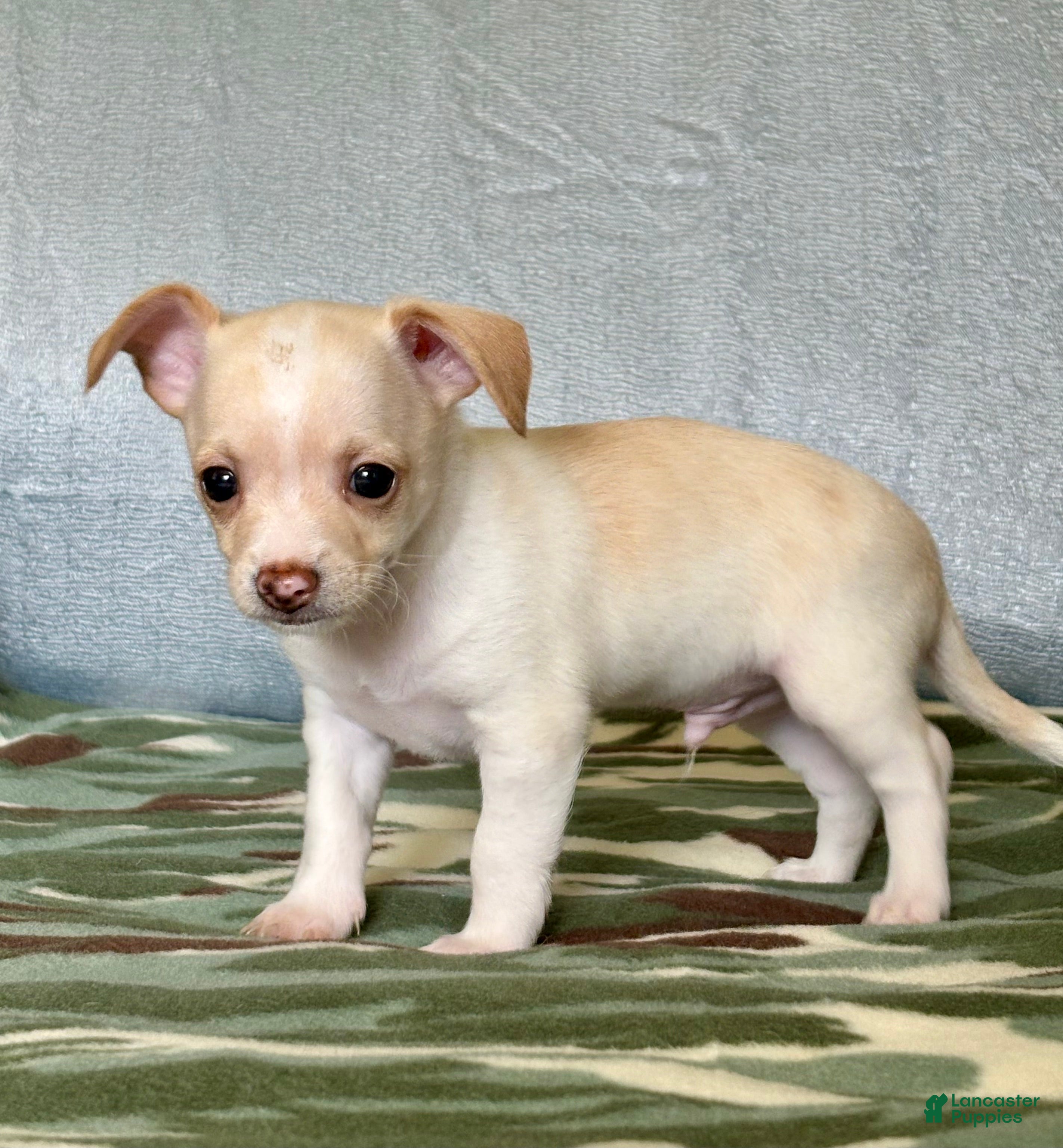 Chiweenie dogs Chiweenie 1 - Ad 1