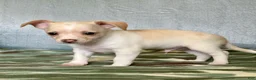 Chiweenie dogs for sale: Chiweenie 1 - Ad 1