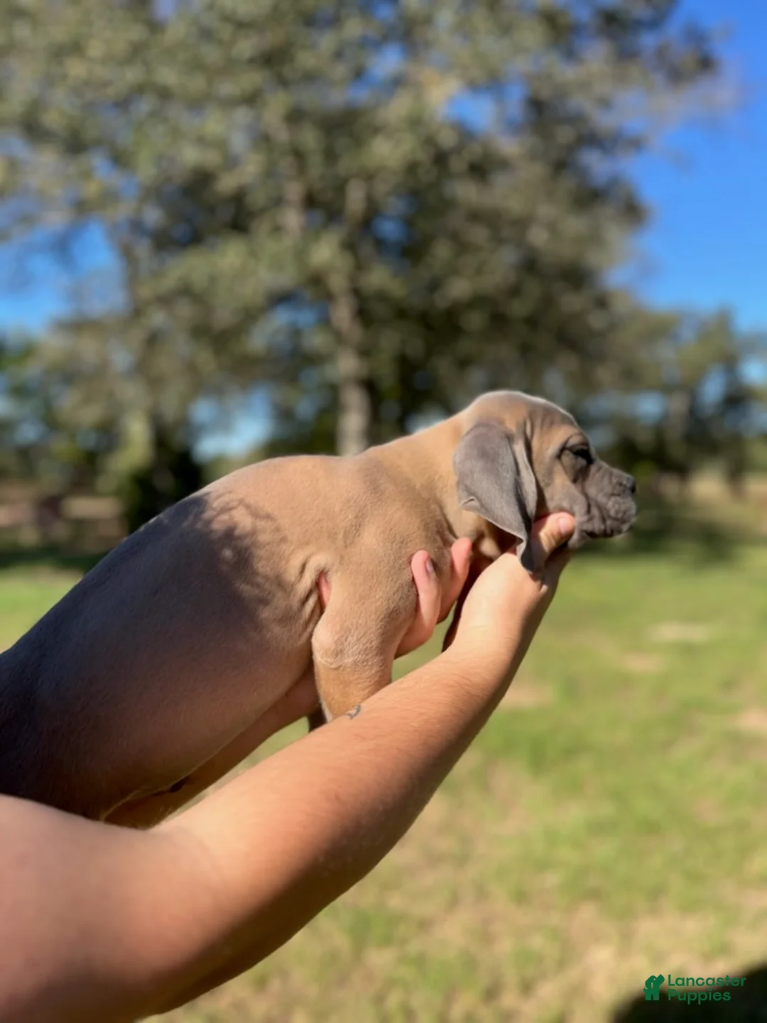 Cane Corso dogs for sale: Red Boy - Ad 1