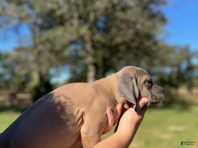 Cane Corso dogs Red Boy - Ad 1