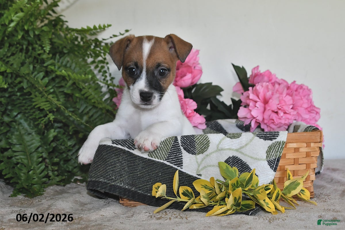 Jack Russell Terrier dogs for sale: Bingo - Ad 5