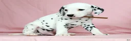 Dalmatian dogs for sale: Robo - Ad 5