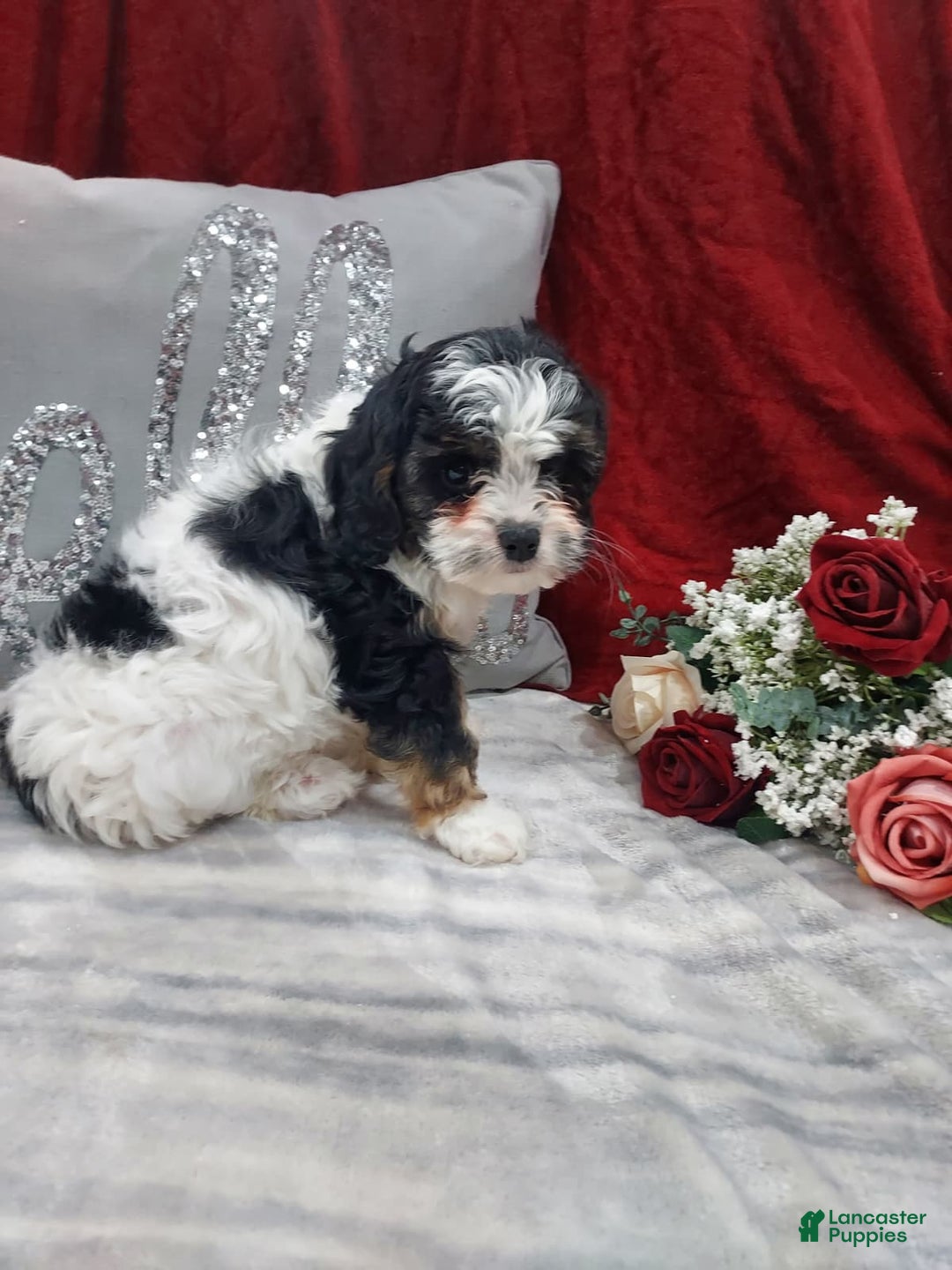 Cavapoo dogs for sale: Luna - Ad 5