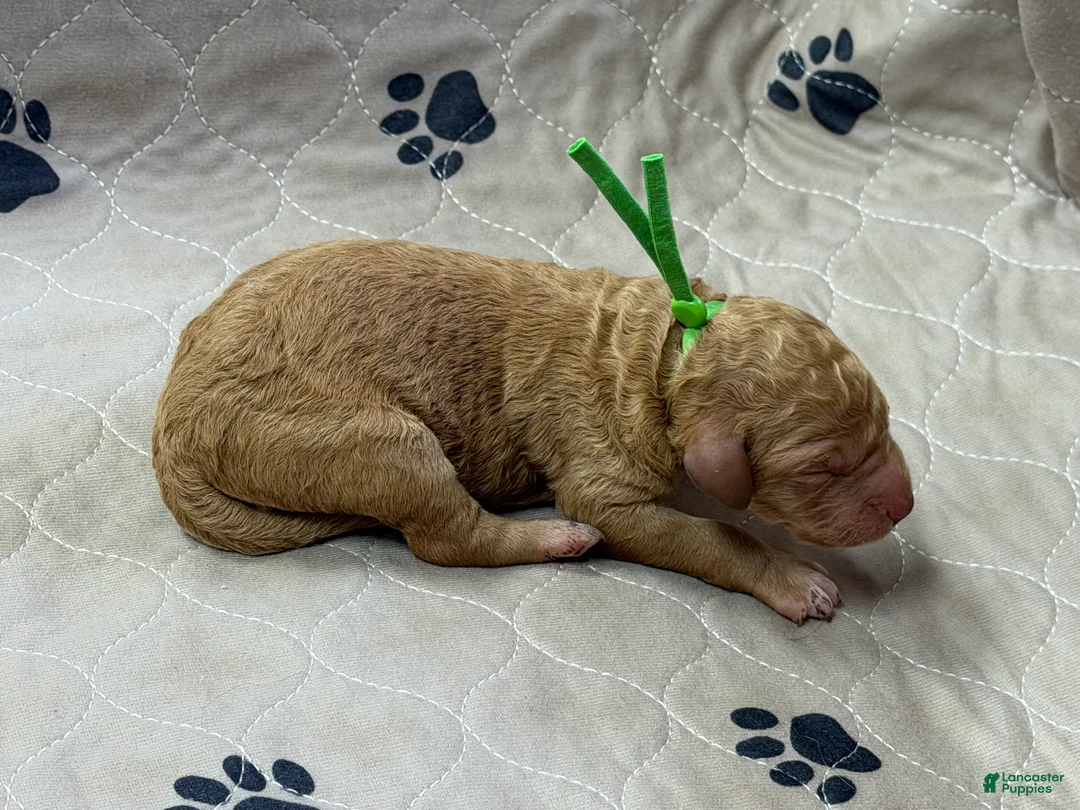 Goldendoodle dogs for sale: Green - Goldendoodle Puppy 3 - Ad 3