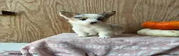 Welsh Corgi Pembroke dogs for sale: Ellie - Ad 3
