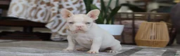 French Bulldog dogs for sale: Bree - Ad 4