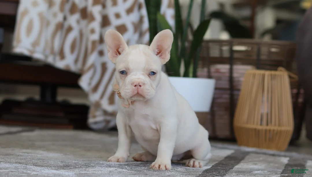 French Bulldog dogs for sale: Bree - Ad 4