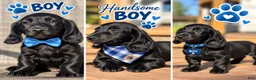 Dachshund dogs for sale: Shadow - Ad 1
