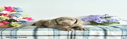 Labrador Retriever dogs for sale: Crystal - Ad 3