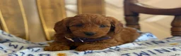 Cavapoo dogs for sale: Fiana - Ad 4