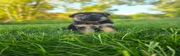 German Shepherd dogs for sale: Nova - Ad 3