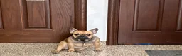 French Bulldog dogs for sale: Candice - Ad 5