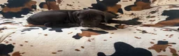 Great Dane dogs for sale: Pork Chop - Ad 6
