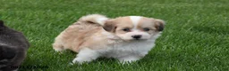 Corgipoo dogs for sale: Simba - Ad 5