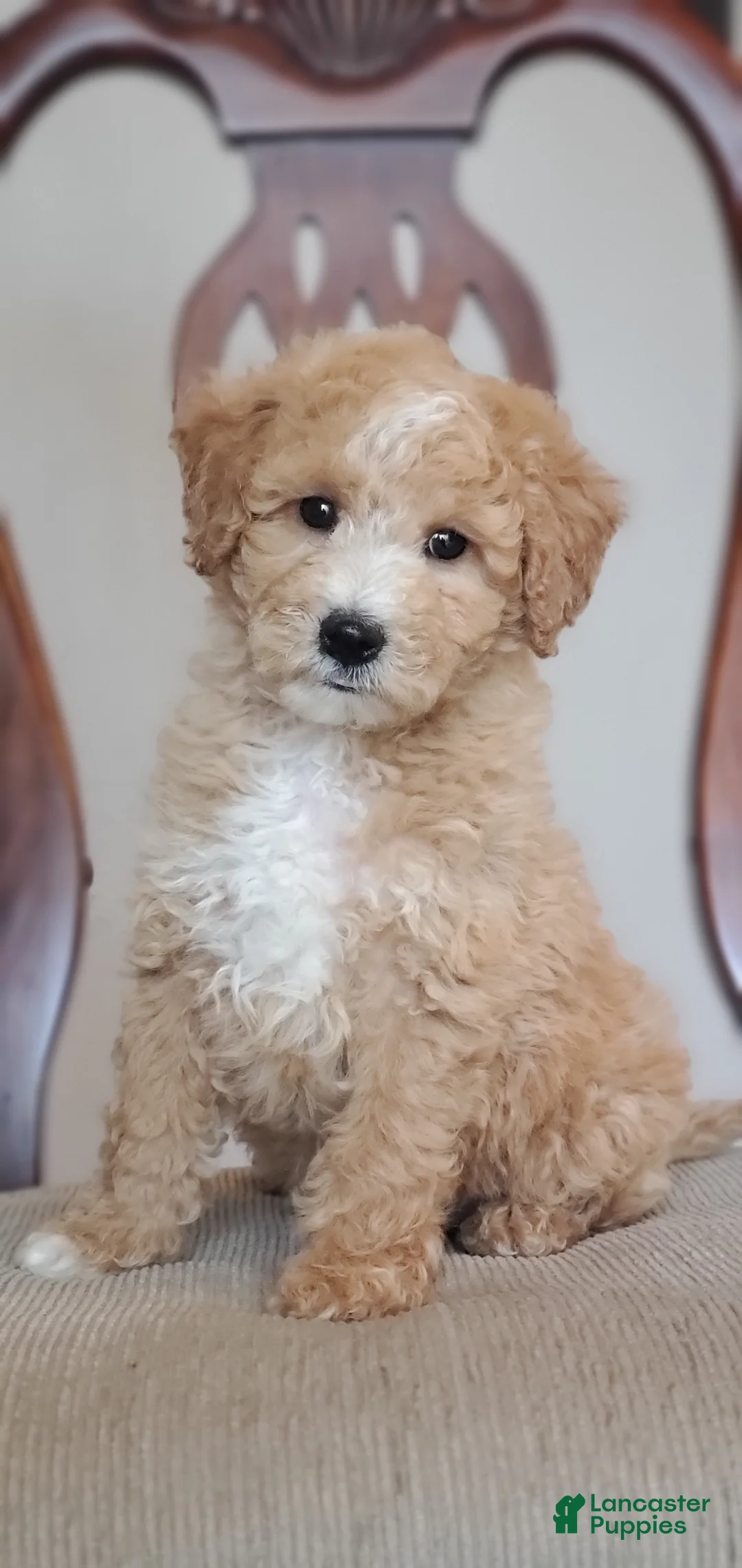 Mini Goldendoodle dogs for sale: Archie - Ad 1