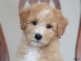 Mini Goldendoodle dogs for sale: Archie - Ad 1