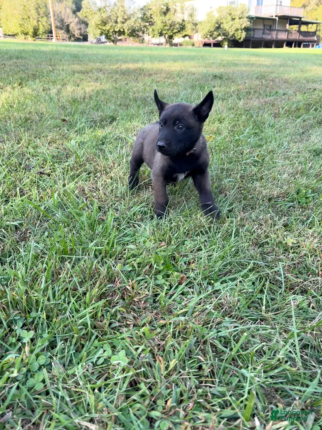 Belgian Malinois dogs for sale: Sherlock Holmes (brown) - Ad 1