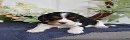 Cavalier King Charles Spaniel dogs for sale: Popcorn - Ad 6