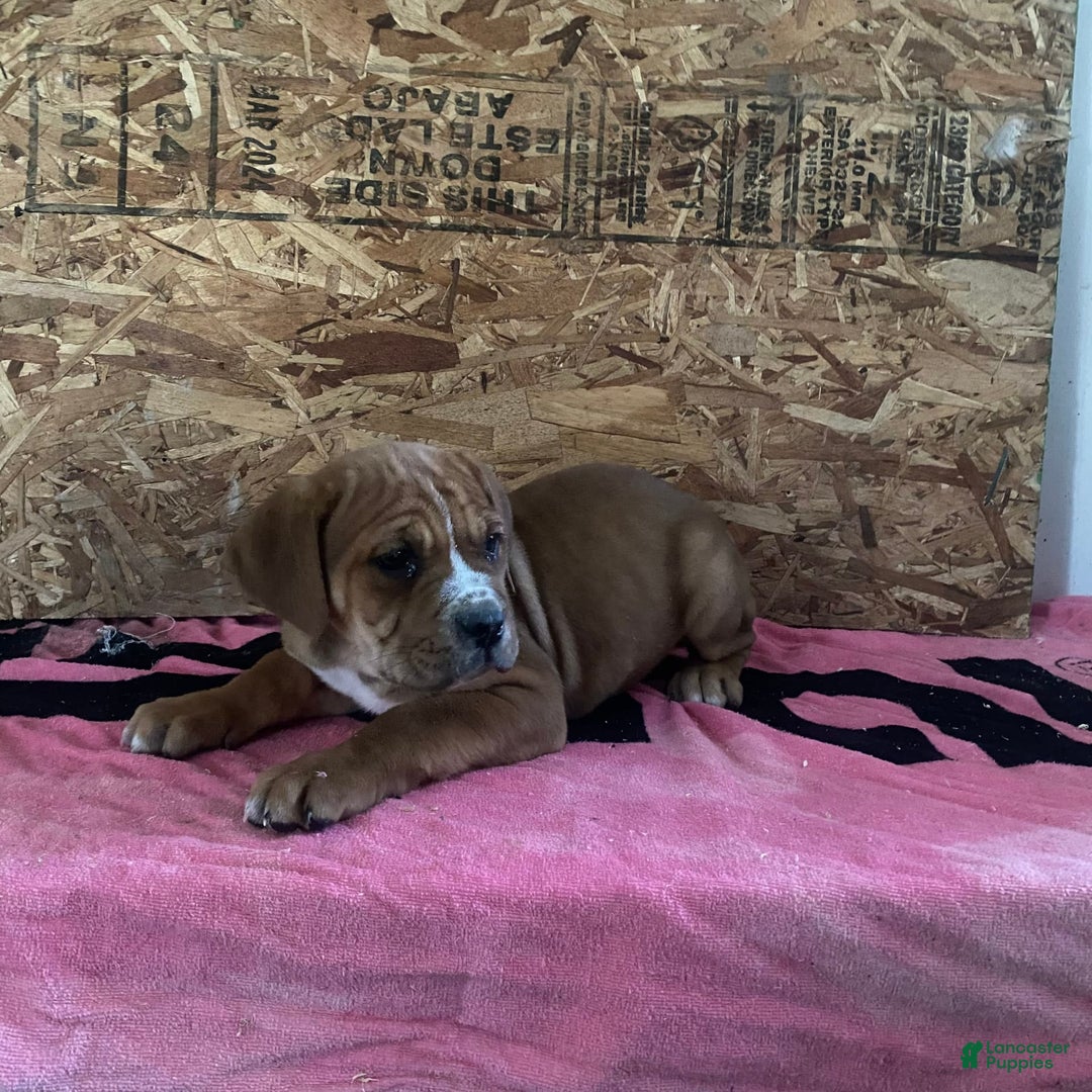 Gallery Image {{count}}