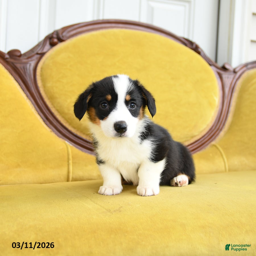 Welsh Corgi Pembroke dogs Tiffany - Ad 2