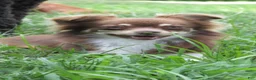Chihuahua dogs for sale: Callie - Ad 4