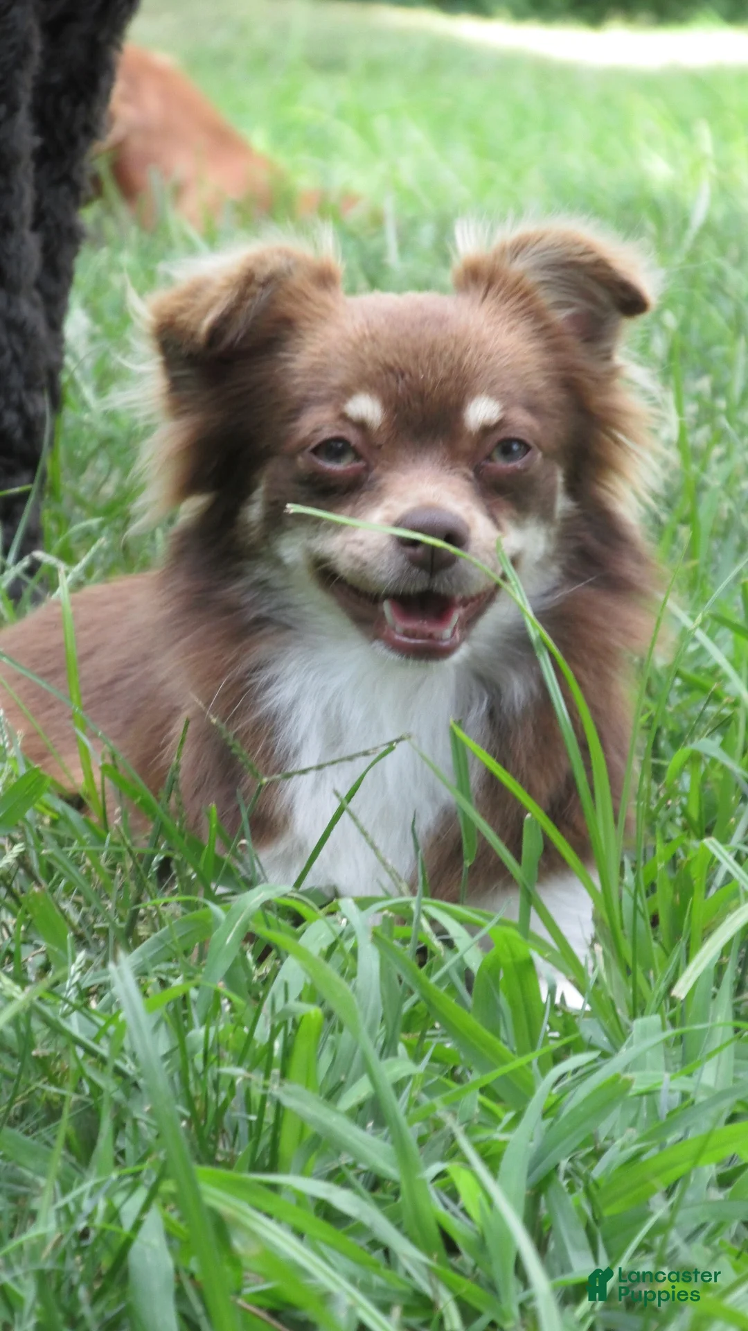 Chihuahua dogs for sale: Callie - Ad 4