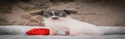 Chihuahua dogs for sale: Alex - Ad 14
