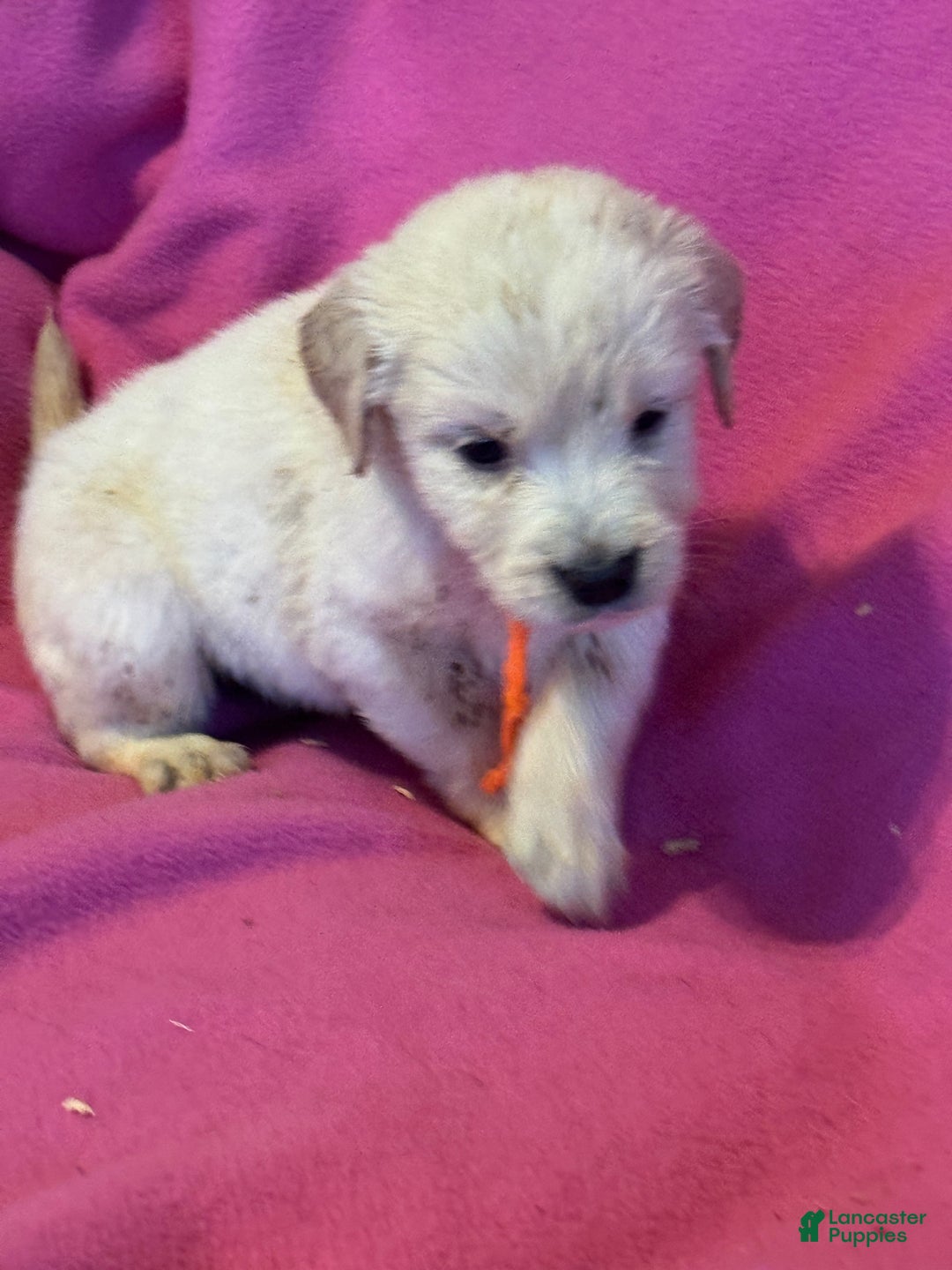 Golden Retriever dogs for sale: Orange female - Penny  - Ad 5