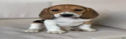 Beagle dogs for sale: Female #2 - Ad 3