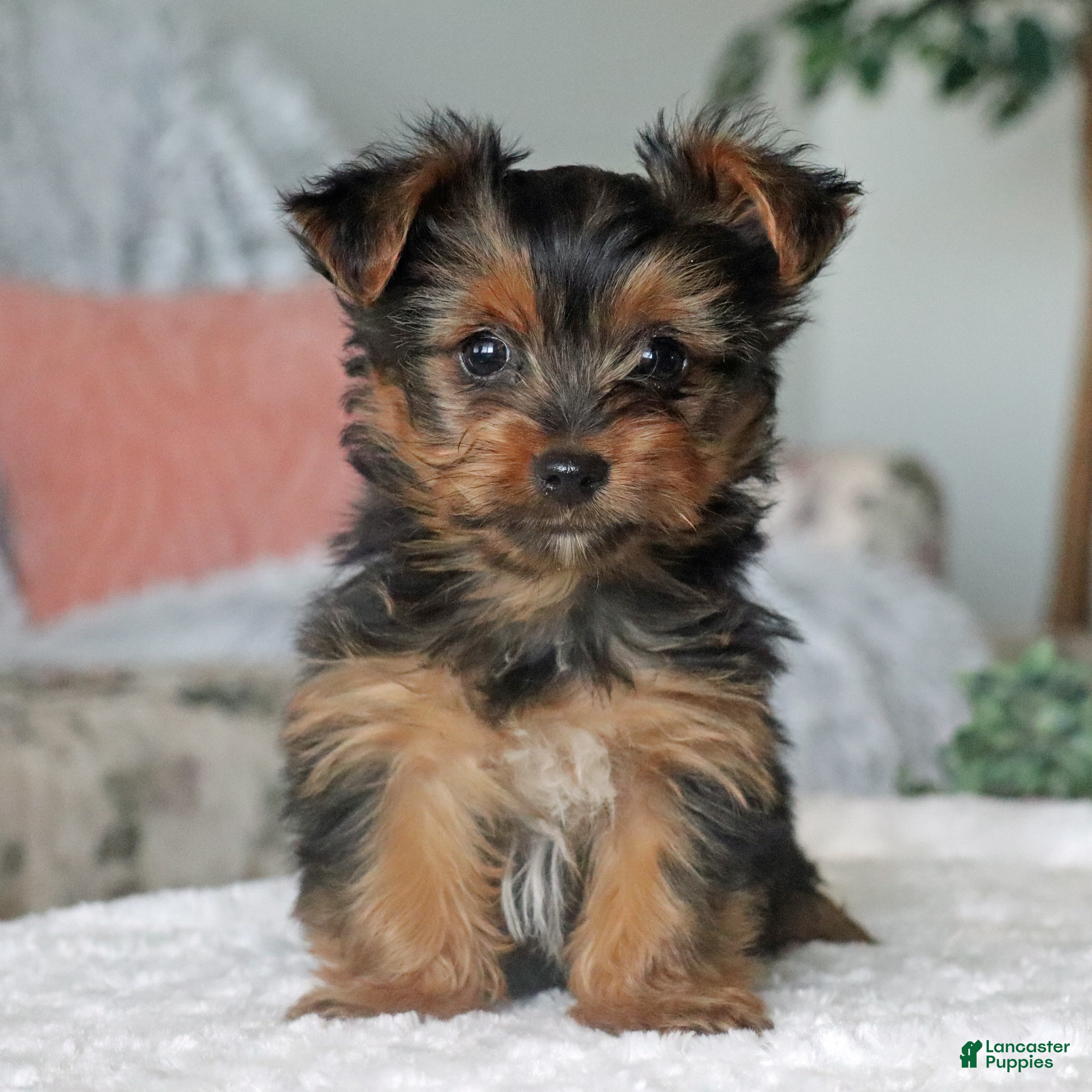 Yorkshire Terrier dogs Riley - Ad 2