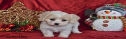 Cavachon dogs for sale: Fern Juliet - Ad 2
