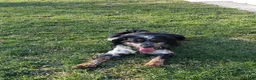 English Springer Spaniel dogs for stud: Lee's Lucky Snickers  - Ad 4